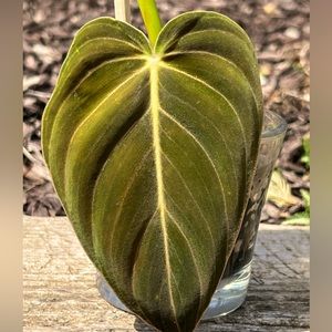 Philodendron melanochrysum